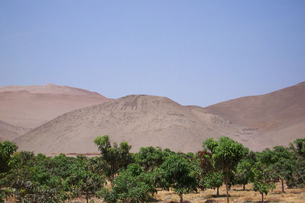 Uploaded Image