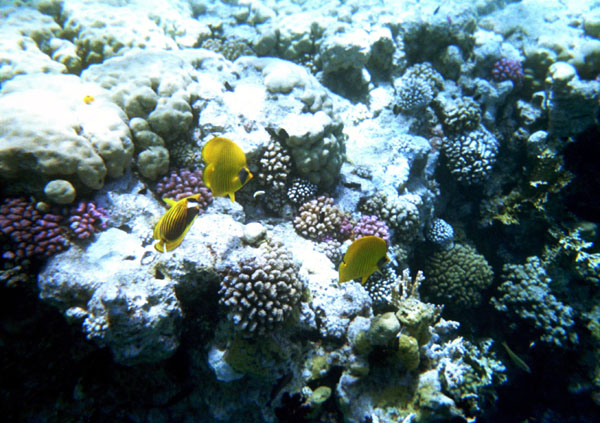 Uploaded Image
