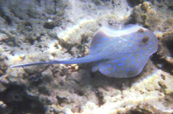 Uploaded Image